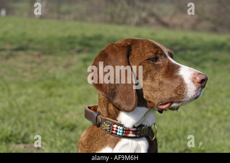 Mischling Hund (Canis Lupus F. Familiaris), Jagdhund-Mix, portrait Stockfoto