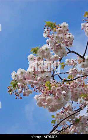 Kirschblüte Stockfoto