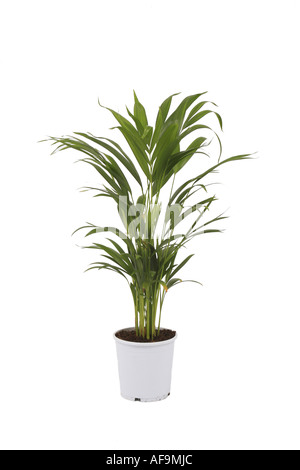 Schmetterling, Palm, Madagaskar-Palme, Areca Palme (Chrysalidocarpus Lutescens, Areca Lutescens), Jungpflanze im weißen Topf Stockfoto