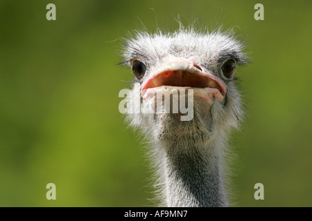 Süd-afrikanischen Strauß (Struthio Camelus Australis), Porträt von einem einzigen Tier, größte flugunfähige Stockfoto