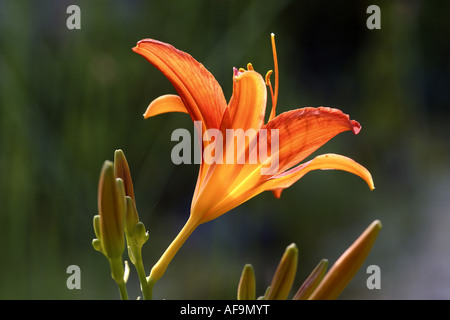 Orange Lilie (Lilium Bulbiferum), Blume Stockfoto