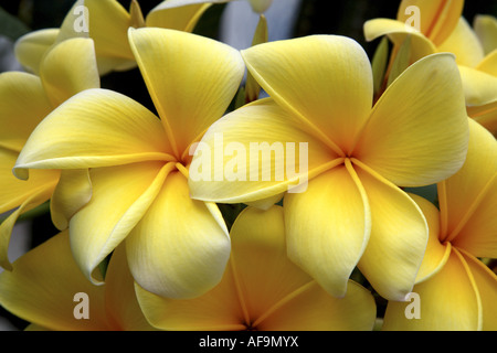 Templetree, rote Plumeria (Plumeria Rubra), Blumen Stockfoto