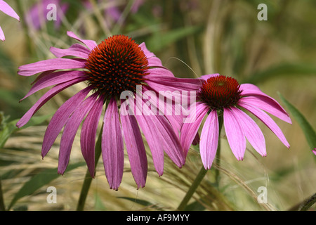 östlichen Sonnenhut (Echinacea Purpurea), Blütenstände Stockfoto