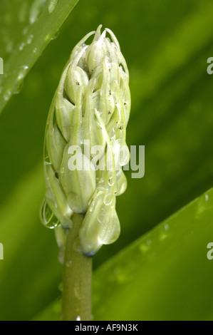 Hybrid-Bluebell (Hyacinthoides X massartiana, Hyacinthoides X variabilis, Hyacinthoides Hispanica X Hyacinthoides non-Scripta), Stockfoto