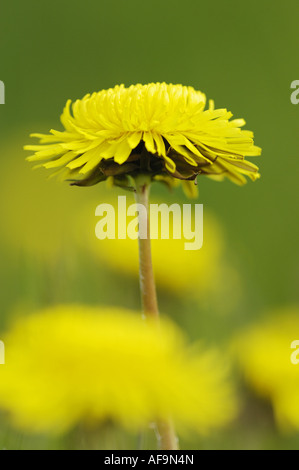 gemeinsamen Löwenzahn (Taraxacum Officinale), einzelne Blüte, Niederlande Stockfoto