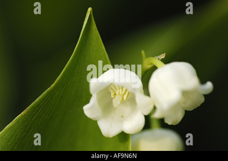 Europäische-von-der-Maiglöckchen (Convallariaarten Majalis), Blüten, Nahaufnahme, Deutschland, Nordrhein-Westfalen Stockfoto