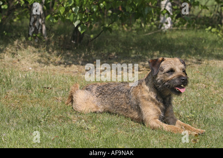 Border Terrier (Canis Lupus F. Familiaris), in der Wiese liegend Stockfoto