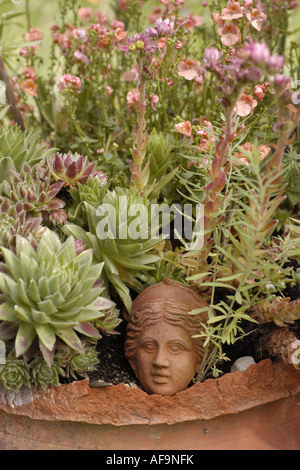 Hen-and-Chickens, -Hauslauch, Hauswurz, gemeinsame Hauswurz (Sempervivum Tectorum), Hauswurz mit kleinen Terracottahead ein in Ba Stockfoto