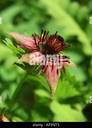 Sumpf-Fingerkraut, Marsh fünffingrige, Blume lila Fingerkraut (Potentilla Palustris, Comarum Palustre) Stockfoto