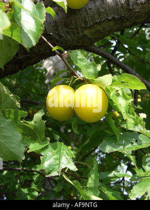 Cherry Plum, Myrobalan-Pflaume (Prunus Cerasifera), Reife Früchte Stockfoto