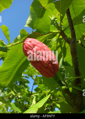 Regenschirm Magnolia, Umbrella Tree, Magnolia Sonnenschirm (Magnolia Tripetala), Reife Früchte Stockfoto