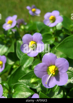 Persische violett, Deutsch violett, Tiddly Twinks (Exacum affine), blühen Stockfoto