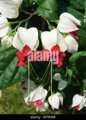 Tränendes Herz Ranke, Tränendes Herz Glorybower (Clerodendrum Thomsoniae), Blumen Stockfoto