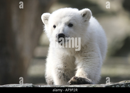 Eisbär (Ursus Maritimus), Nachkommen Knut im Berliner Zoo, Deutschland, Berlin Stockfoto