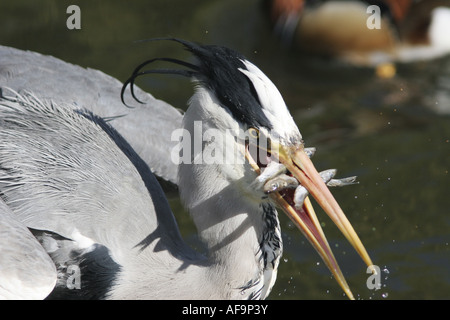 Graureiher (Ardea Cinerea), mit Fischen im Schnabel, Deutschland Stockfoto