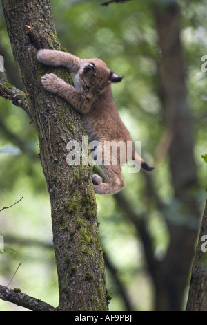 Eurasischer Luchs (Lynx Lynx), pup, Klettern auf einen Baum, Deutschland Stockfoto