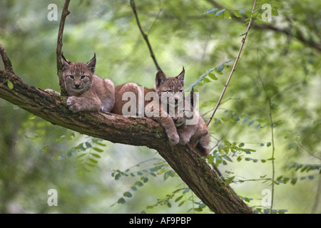 Eurasischer Luchs (Lynx Lynx), ducken drei Welpen auf einem Baum, Deutschland Stockfoto