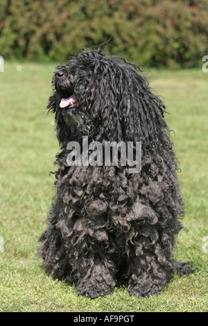 Puli (Canis Lupus F. Familiaris), Portrait eines einzelnen Tieres Stockfoto