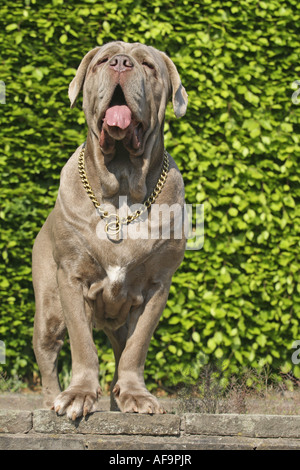 Mastino Napoletano (Canis Lupus F. Familiaris), einzelne Tier Stockfoto