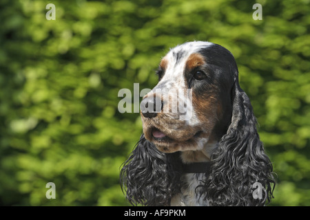 English Cocker Spaniel (Canis Lupus F. Familiaris), Portrait eines einzelnen Tieres Stockfoto