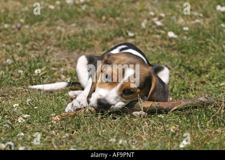 Beagle (Canis Lupus F. Familiaris), Welpe kauen auf einem stick Stockfoto