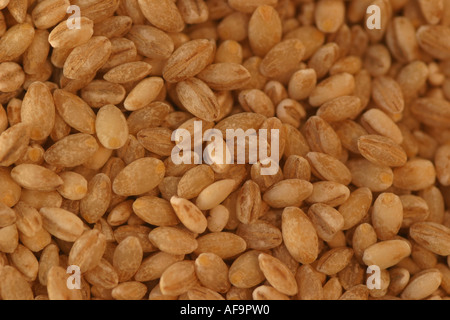 Ein Stock Foto von Weizenkörnern Stockfoto