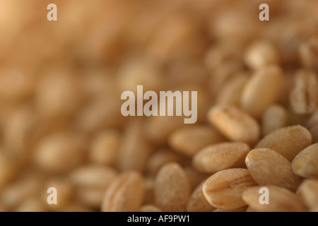Ein Stock Foto von Weizenkörnern Stockfoto