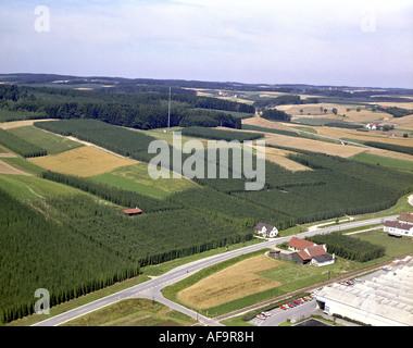 Hop-Felder im südlich von Mainburg, Deutschland, Bayern Stockfoto