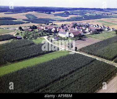 Hop-Felder im südlich von Mainburg, Deutschland, Bayern Stockfoto