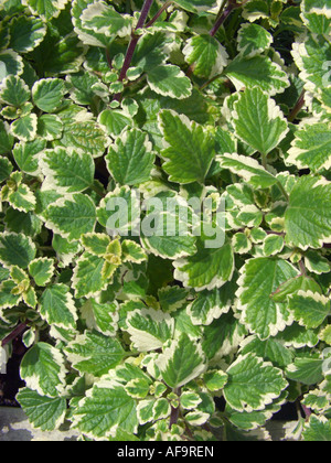 Weiß umrandeten schwedische Ivy (Plectranthus Coleoides "Marginatus", Plectranthus Coleoides Marginatus, Plectranthus Forsteri Marginat Stockfoto