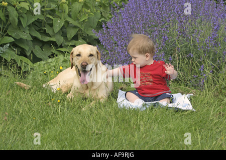 Labrador Retriever (Canis Lupus F. Familiaris), mit 1 Jahre altes Kind, Deutschland Stockfoto