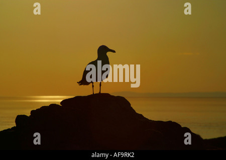 Silhouette einer einsamen Möwe auf einem zerklüfteten Felsen, Blick auf das Meer bei Sonnenuntergang Stockfoto