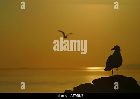 Silhouette einer einsamen Möwe auf einem zerklüfteten Felsen, die anderen im Flug über Wasser bei Sonnenuntergang beobachten Stockfoto
