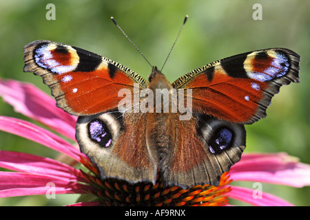 Pfau Motte, Pfau (Inachis Io, Nymphalis Io), trinken am östlichen Sonnenhut (Echinacea Purpurea), Deutschland Stockfoto