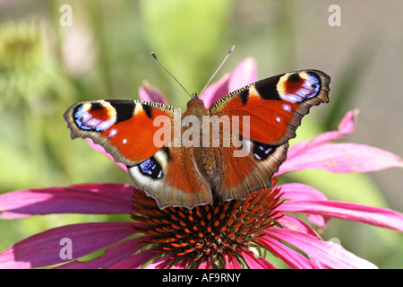 Pfau Motte, Pfau (Inachis Io, Nymphalis Io), trinken am östlichen Sonnenhut (Echinacea Purpurea), Deutschland Stockfoto