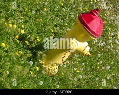 Rote und gelbe Hydranten in einem Feld voller Löwenzahn und Wildgras Stockfoto