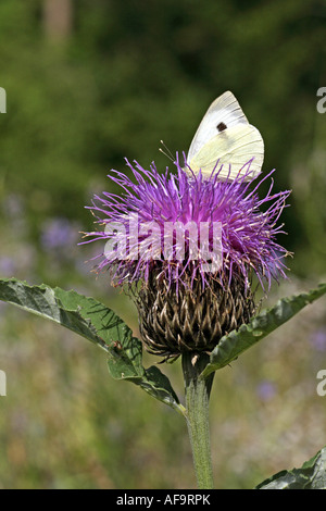 großer Kohlweißling (Pieris Brassicae), trinken auf Distel, Deutschland Stockfoto