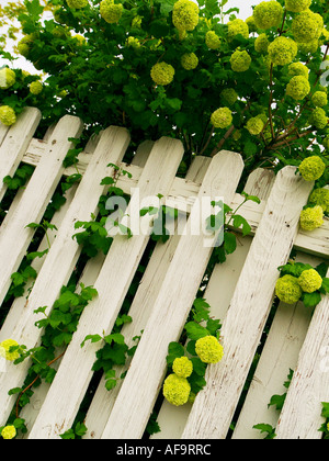 Gelbe Blumen auf einem Weinstock oder Strauch wächst über einen weißen Lattenzaun im Morgenlicht Stockfoto