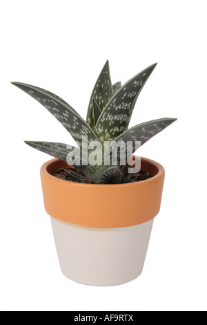 Rebhuhn-breasted Aloe (Aloe Variegata), Topfpflanzen-Pflanze Stockfoto