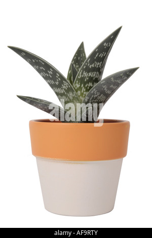 Rebhuhn-breasted Aloe (Aloe Variegata), Topfpflanzen-Pflanze Stockfoto