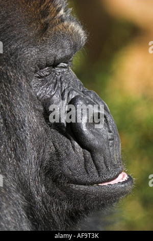 Flachlandgorilla (Gorilla Gorilla Gorilla), Porträt, Zoologischer Garten Wuppertal Stockfoto