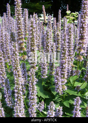 Anis-Ysop, blauen Riesen Ysop (Wildform Foeniculum 'Blue Fortune', Wildform Foeniculum Blue Fortune), bluehend Stockfoto