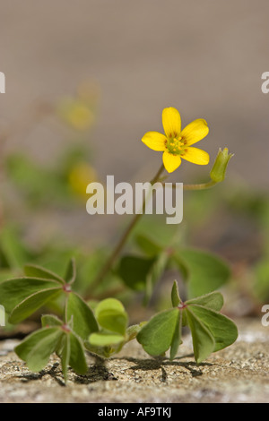 gelb Oxalis, schleichende Sauerklee, Lady es Sauerampfer, dickstämmige gelbe Sauerampfer (Oxalis Corniculata), blühen, Deutschland, Baden-wü Stockfoto