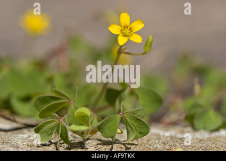 gelb Oxalis, schleichende Sauerklee, Lady es Sauerampfer, dickstämmige gelbe Sauerampfer (Oxalis Corniculata), blühen, Deutschland, Baden-wü Stockfoto