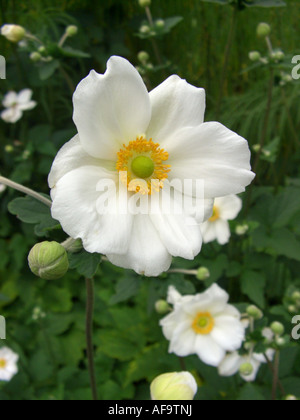 Japanische Anemone, japanische Windflower (Anemone Japonica "Honorine Jobert", Anemone Japonica Honorine Jobert) Stockfoto