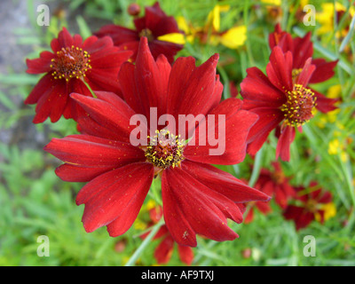 Ebenen Coreopsis, Färberin Coreopsis, goldene Tickseed (Coreopsis Tinctoria) Form mit roten Blüten Stockfoto