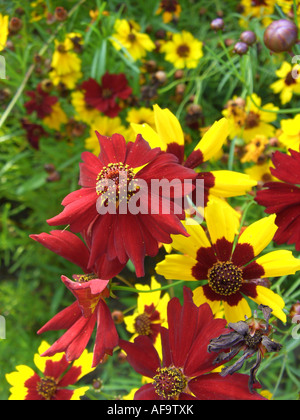 Ebenen Coreopsis, Färberin Coreopsis, goldene Tickseed (Coreopsis Tinctoria), Blumen Stockfoto