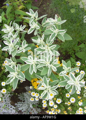Snow-on-the-Mountain, Berg Schnee (Euphorbia Marginata), in einem Blumenbeet Stockfoto