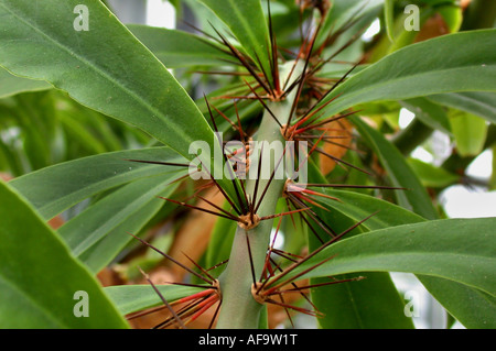 Rose-Cactus (Pereskia Grandifolia, Rhodocactus Grandifolius), ergeben sich mit Areols Stacheln Stockfoto