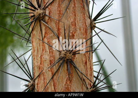 Rose-Cactus (Pereskia Grandifolia, Rhodocactus Grandifolius), ergeben sich mit Areols Stacheln Stockfoto